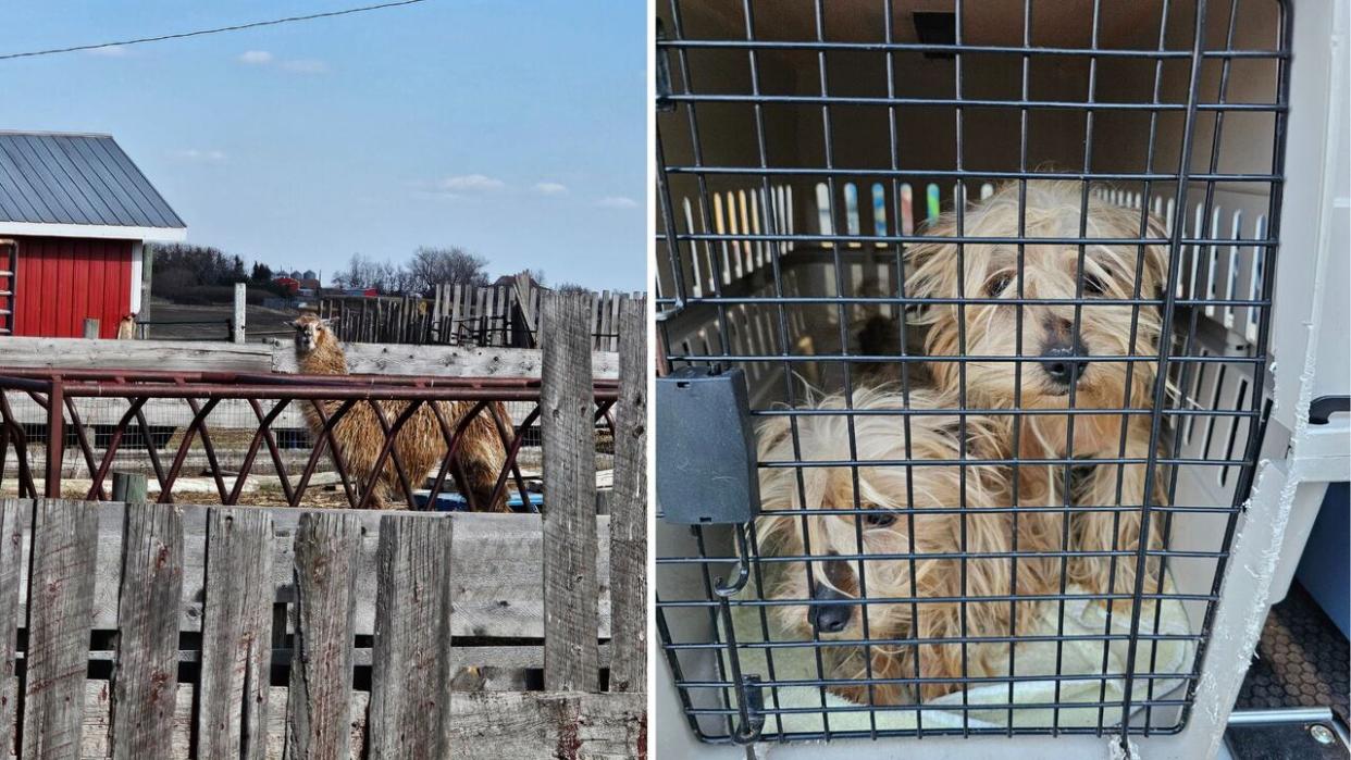 A total of 82 animals, including 9 llamas and 56 dogs, were seized following an investigation at a rural property north of Calgary on Tuesday. (Alberta SPCA - image credit)