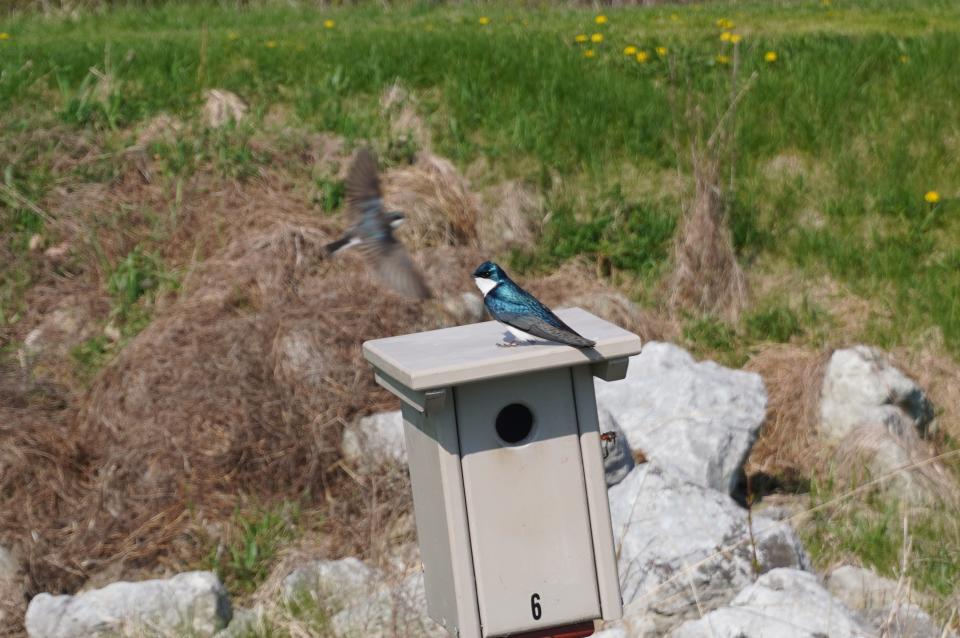 A tree swallow couple commandeering a bluebird box at Secrest Arboretum in Wooster.