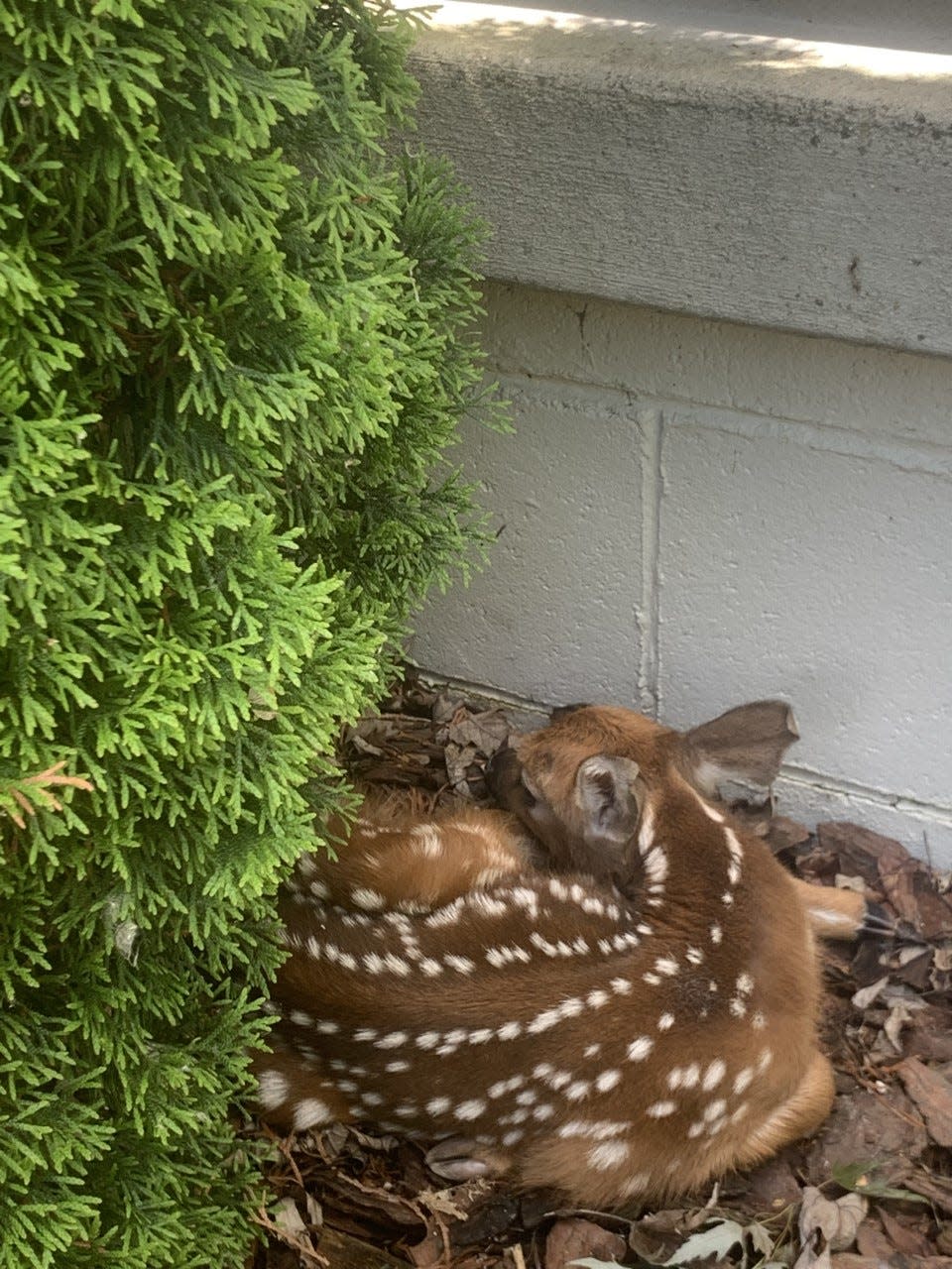 This fawn, which first turned up outside the home of Dispatch Metro columnist Theodore Decker on Sunday, has moved locations but remained close to the home since.