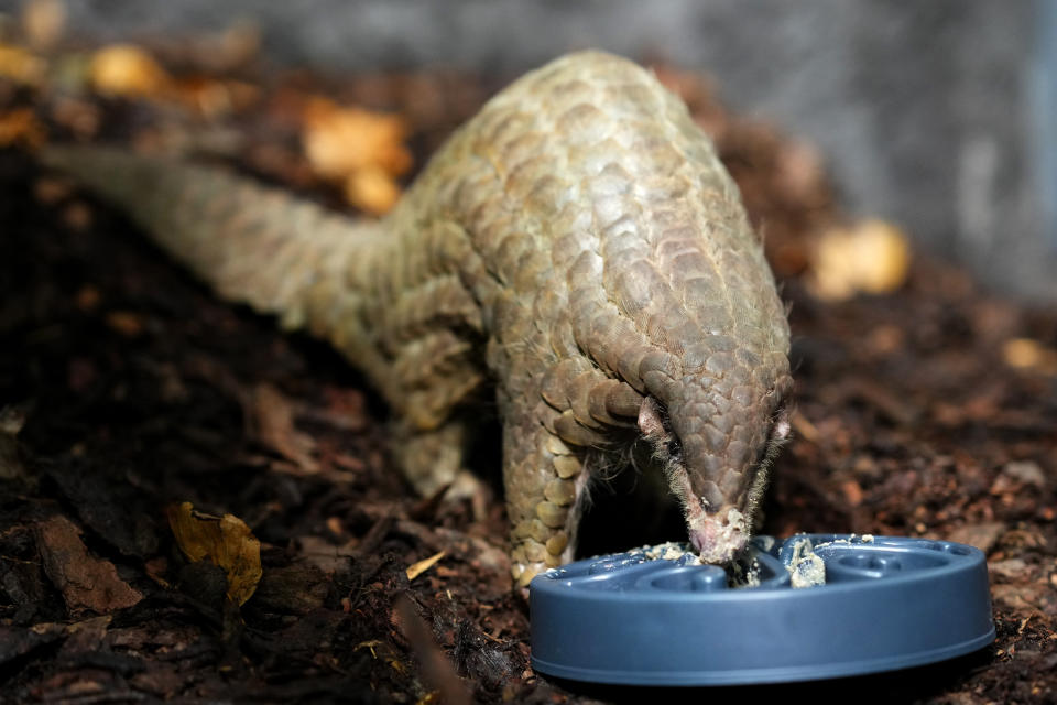 A Chinese pangolin feeds on food at its enclosure at the zoo in Prague, Czech Republic, Thursday, May 19, 2022. Prague's zoo has introduced to the public a pair of critically endangered Chinese pangolins as only the second animal park on the European continent. (AP Photo/Petr David Josek)