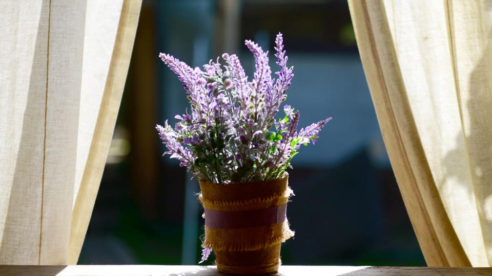 <p> Placed on a sunny window lavender is one of the best fragrant plants to have in your home. The unmistakable scent alone works wonders in promoting restful, deep sleep and it’s thought to also provide relief from headaches and even stress and depression. According to Wyaston Nursery, “lavender world best in sunny spots and should be planted in well-draining soil. Trim any woody, brown, or old stems to encourage new growth.” </p>