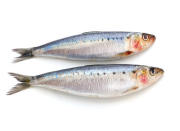<b>Les sardines</b> <p> Les omégas 3 et les acides gras sont présents dans les aliments comme les sardines, le saumon, le maquereau ou les noisettes. Ils préservent la santé du cuir chevelu, ce qui évite un cuir chevelu sec et des cheveux abîmés.</p>