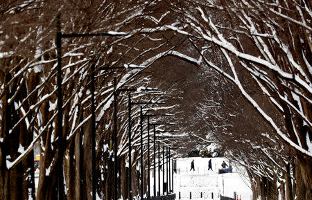 Trees are covered in snow along the National Mall, following the weekend winter storm, in Washington, U.S., January 14, 2019. REUTERS/Kevin Lamarque