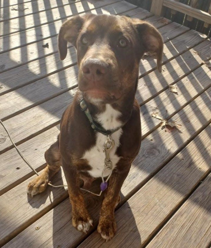 Mister is a beautiful brown mix with lots of energy. He's been around kids and other dogs and they've gotten along good. He might like cats, but he's not sure yet. He needs a little bit of training so that he doesn't chew on things, but other than that, he's a catch. Make an appointment at www.spcaflorida.org/appointment.