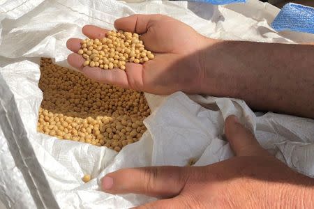 Farmer Dave Walton holds soybeans in Wilton, Iowa, U.S. May 22, 2019. REUTERS/Kia Johnson