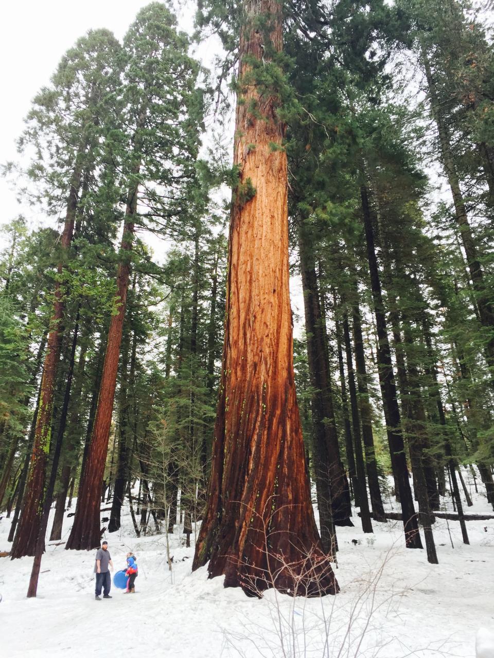 Sledders enjoy Sequoias in trail system of Calaveras Big Trees State Park.