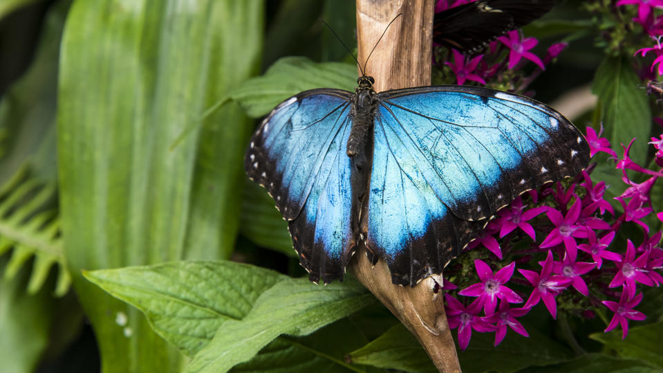 Blue morpho butterfly