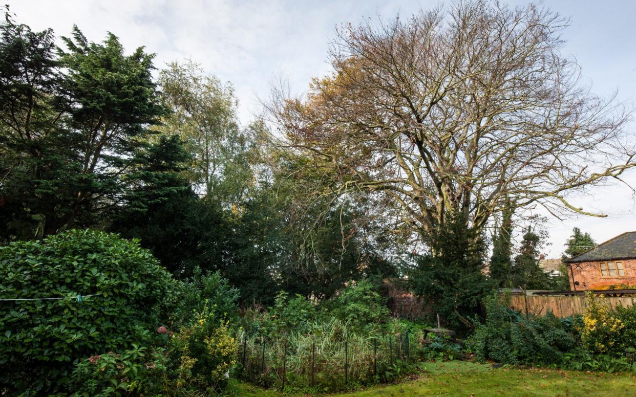 Trees are showing signs of 'distress' having shed leaves - Tony Buckingham