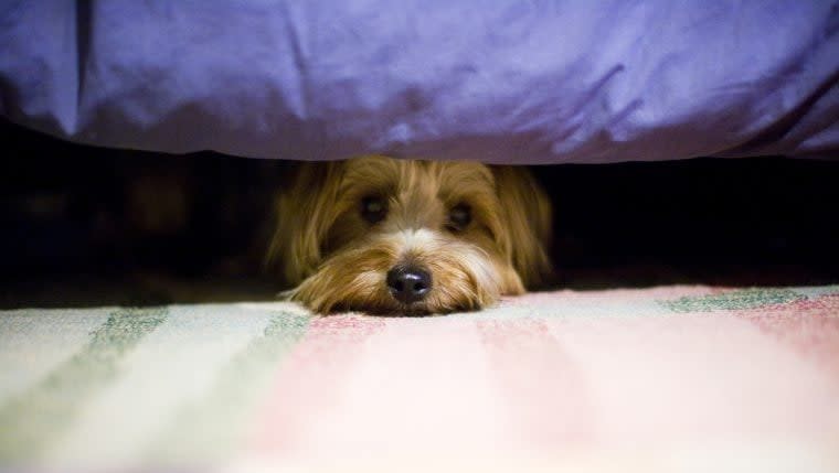 How to Deal With Fearfulness in Dogs