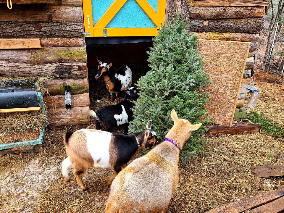 Christmas trees are a favorite treat for goats at Slightly Off Course farm in Ashburnham.