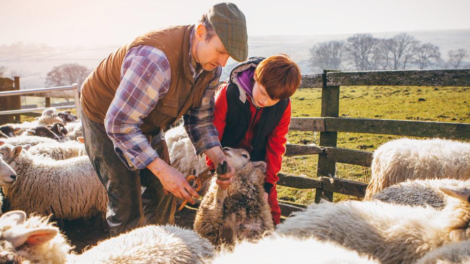 Farmer pictured showing his son, who stands next to him, how to clip the toes of sheep. The pair are stood in a wooden pen containing sheep, with a green field and trees in the background