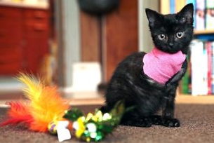 <div class="caption-credit"> Photo by: Plattsburgh Press-Republican</div><b>The Traveling Cat Baby</b>: Pumpkin is just a kitten. She's way too young to go on a 100-mile road trip all by herself, but there's no reasoning with this one. Pumpkin somehow wedged herself between the bumper and front-end of a Jeep, unbeknownst to driver Stacey Pulsifer. Pumpkin followed Stacey from Elizabethtown to Plattsburgh lodged in the chasis of her car, before a few troubled "meows" during a pit-stop at McDonald's <a href="http://yhoo.it/ROcyqC" rel="nofollow noopener" target="_blank" data-ylk="slk:prompted Stacey's discovery;elm:context_link;itc:0;sec:content-canvas" class="link ">prompted Stacey's discovery</a>. What do you do with a stray kitten who's stuck in your car? You adopt her, which Stacey did. Then you don't ever let her out of the house again. <br>