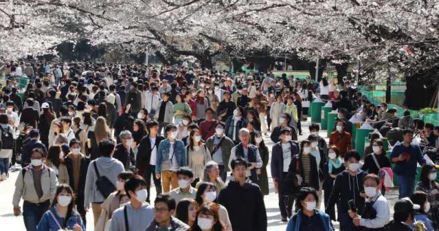 東京上野公園櫻花盛開 打卡遊客。（圖／時事通信社）