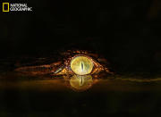 I was at Gir sanctuary and we decided to hike near our cottage at night. We found a turtle near a pond that I started photographing. We suddenly noticed an eye coming out of the water by the back of the turtle. It was a baby crocodile, just six feet away. I changed the angle of my macro lens and started shooting. I got only two photographs before he vanished. (Photo and caption Courtesy Bhavya Joshi / National Geographic Your Shot) <br> <br> <a href="http://ngm.nationalgeographic.com/your-shot/weekly-wrapper" rel="nofollow noopener" target="_blank" data-ylk="slk:Click here;elm:context_link;itc:0;sec:content-canvas" class="link ">Click here</a> for more photos from National Geographic Your Shot.
