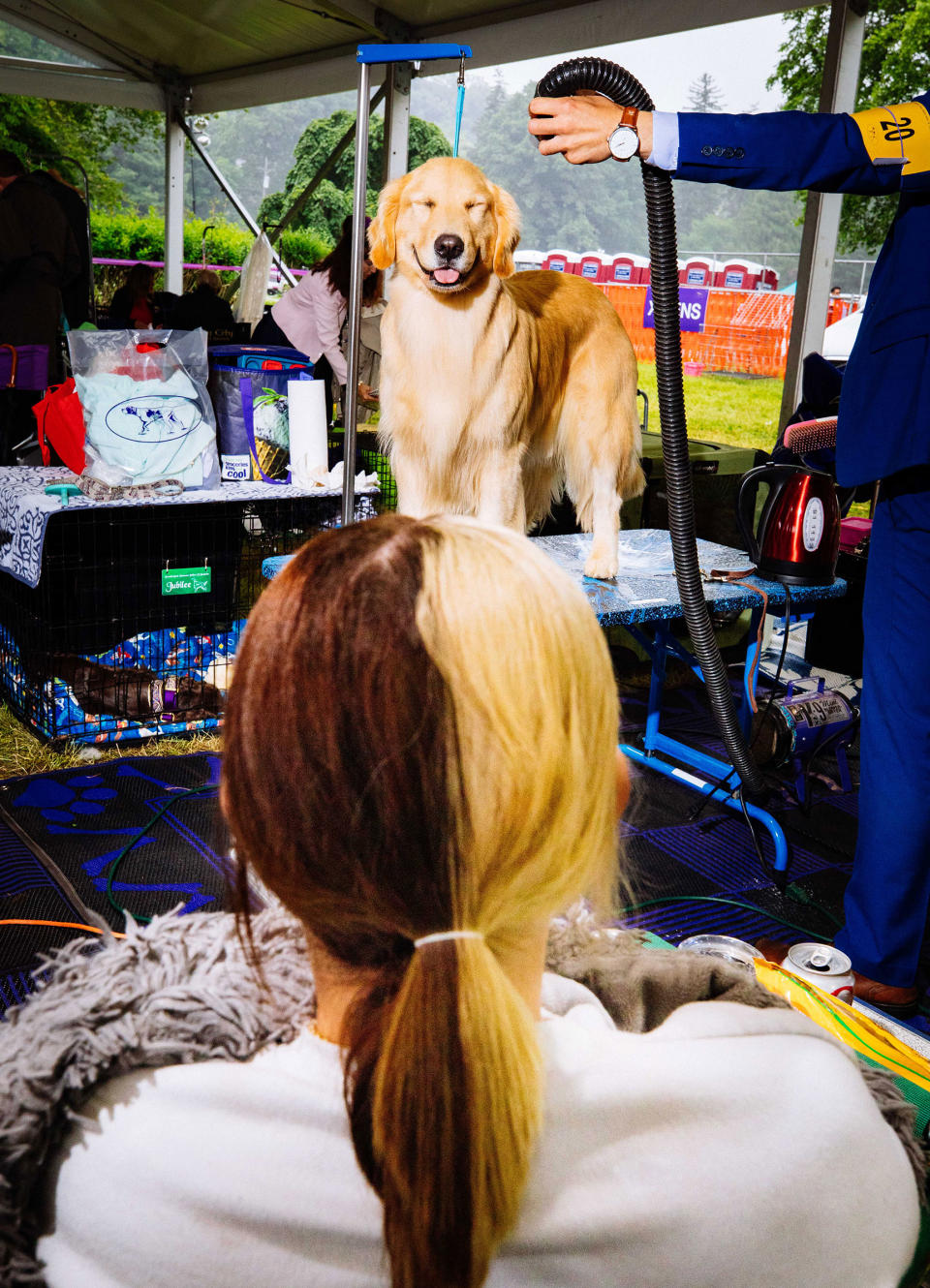 Vixen, a Golden Retriever, is groomed before competing at the 146th annual Westminster Kennel Club show in Tarrytown, NY on June 22.<span class="copyright">Sinna Nasseri</span>