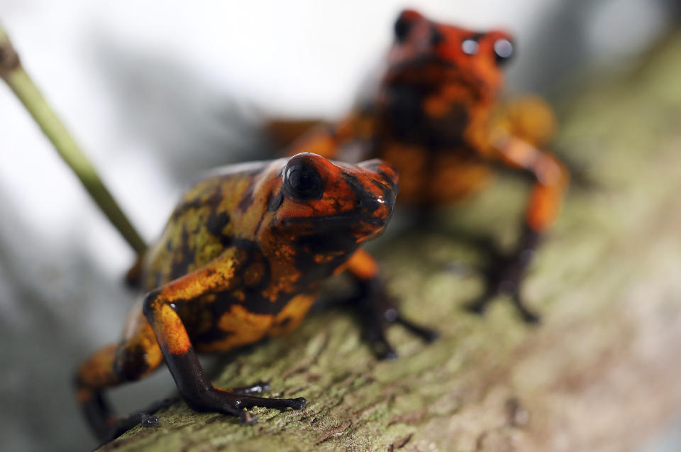 Oophaga histrionica red head frogs stand inside the glass container where they are bred at the “Tesoros de Colombia” frog breeding center in Cundinamarca, Colombia, Tuesday, April 23, 2019. According to Julio Rodriguez, an experienced New York City collector, since “Tesoros de Colombia” began exporting to the U.S. the price tag for the histrionicas dropped by 50 percent. (AP Photo/Fernando Vergara)