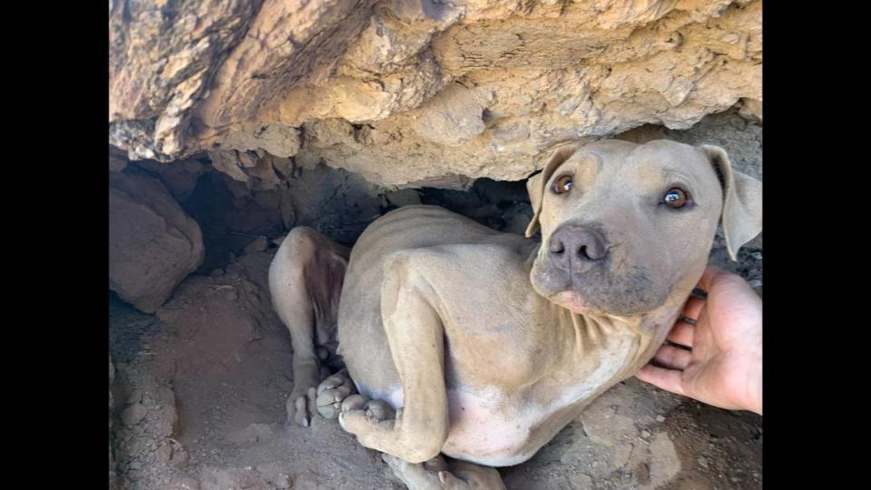 A dog was rescued after a hiker spotted her tucked away in a “in a small cutout on the side of a mountain,” an Arizona humane society said.