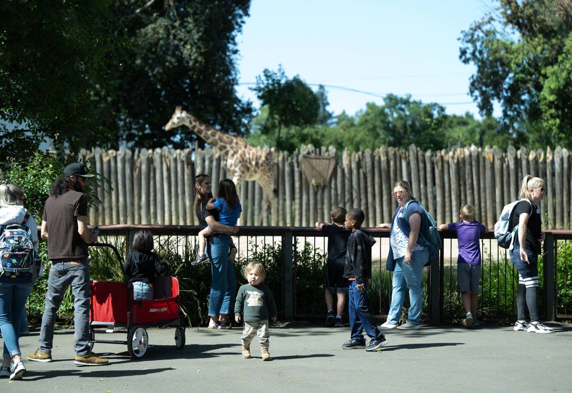 School children and their chaperones from the region attend field trips at the Sacramento Zoo Wednesday. About 1,500 children arrived for self guided tours with their teachers and parents.