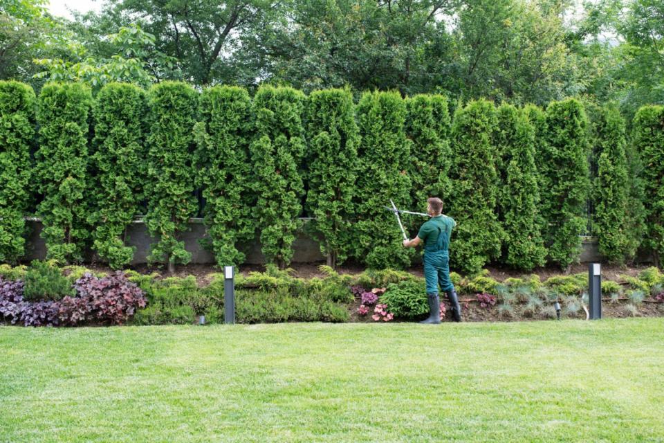 A worker prunes green trees. 