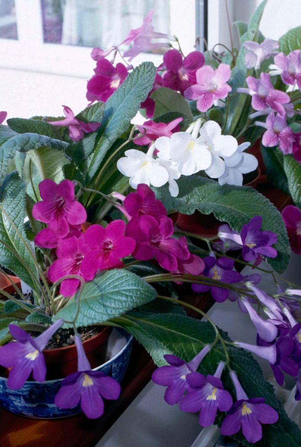 Capre Primrose growing on a windowsill