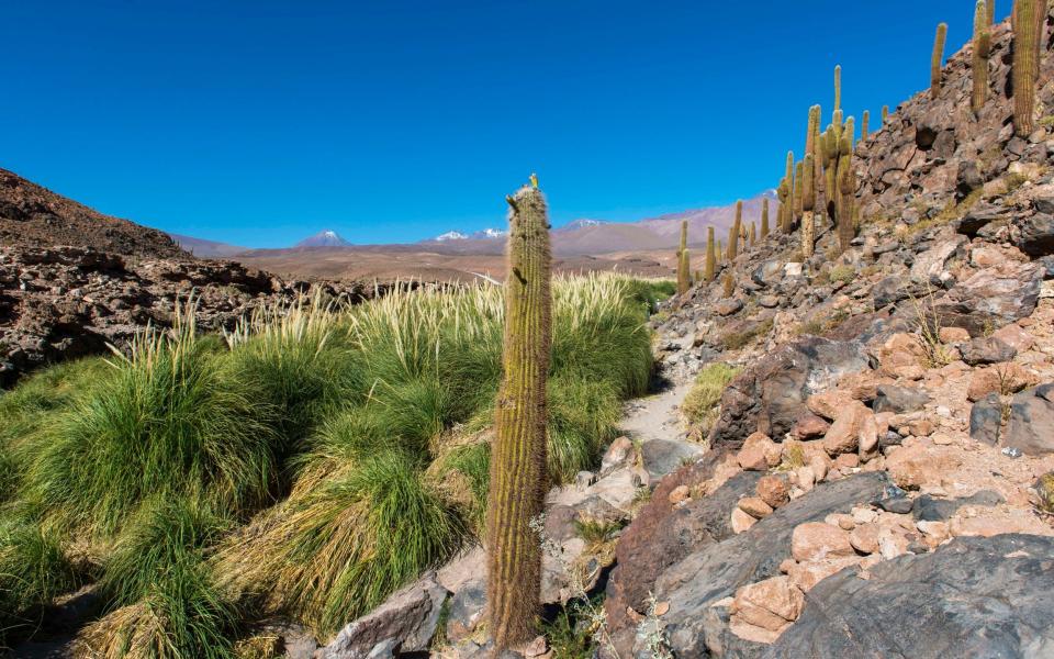 Cardon cacti at Guatin creek in the Atacama Desert - Getty