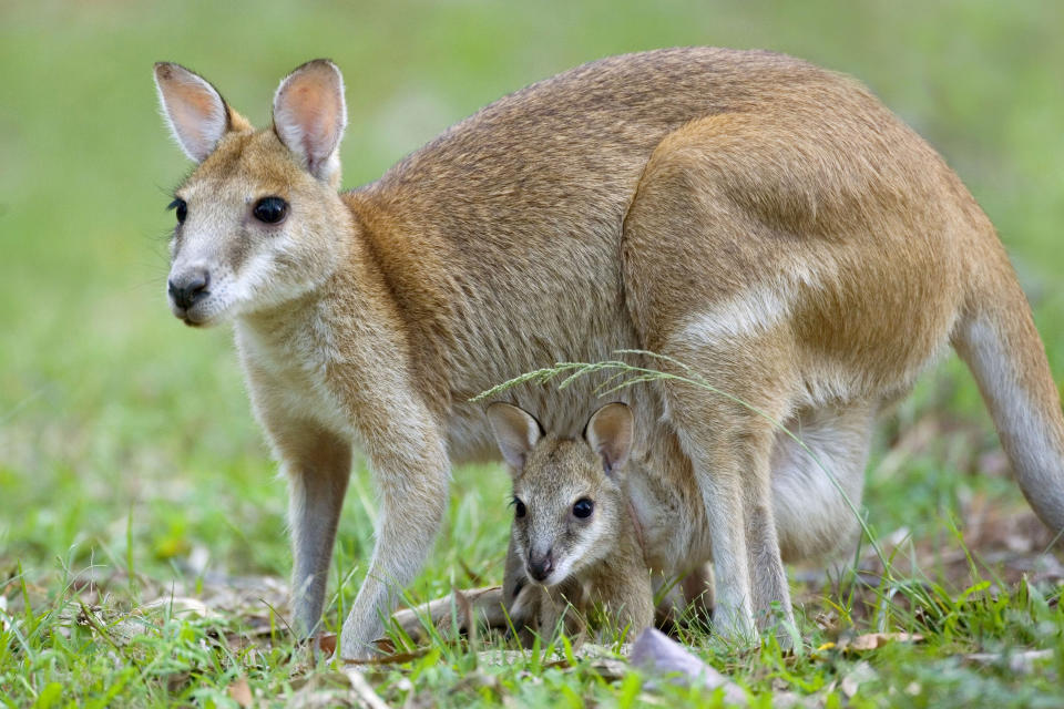 A female adult agile wallaby standing on its hind legs with young, also called joey, looking out of mother's pouch.