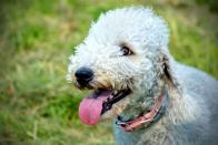 <p>Bedlington Terriers are <a href="https://dogtime.com/dog-breeds/bedlington-terrier#/slide/1" rel="nofollow noopener" target="_blank" data-ylk="slk:inquisitive, intelligent, and alert dogs;elm:context_link;itc:0;sec:content-canvas" class="link ">inquisitive, intelligent, and alert dogs</a>. They love being the center of attention and have a great sense of humor. Their coat is low-shedding and low-dander, but it's not necessarily low maintenance. They need to be combed at least once a week.</p>