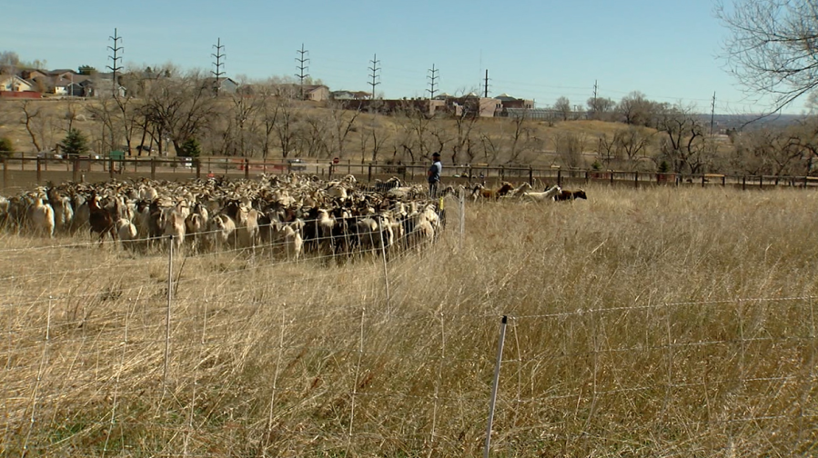 Goats keep Bear Creek Park clear of invasive weeds