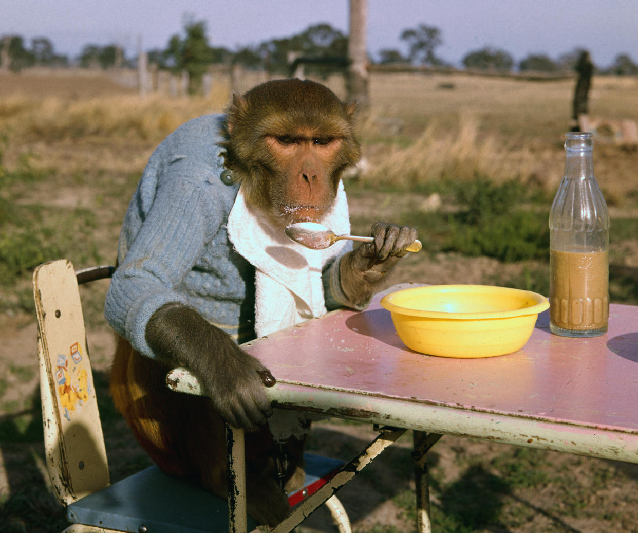 https://www.gettyimages.co.uk/detail/news-photo/australia-johnny-rhesus-tractor-druving-monkey-lunches-with-news-photo/515492606