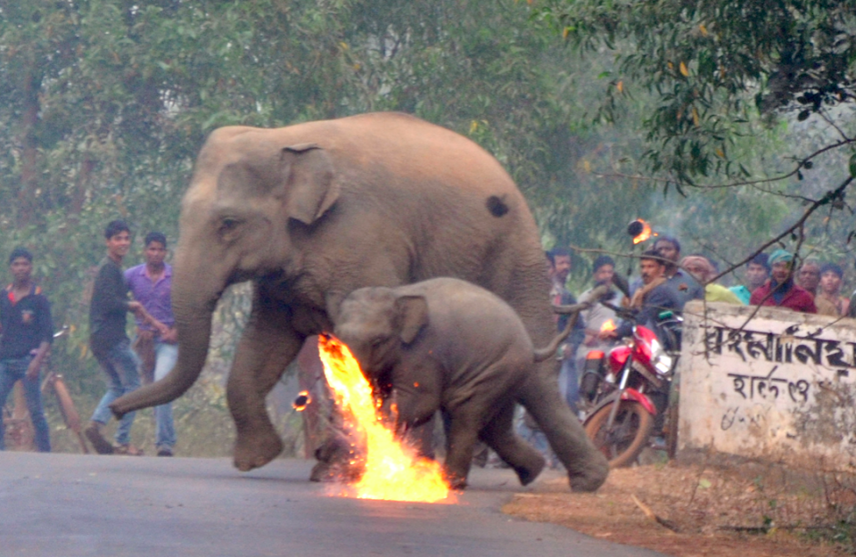 <em>The elephants were pelted with firebombs by locals (Caters)</em>