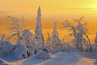 <b>Frozen Planet, BBC One, Wed, 9pm</b><br><b> Episode 1</b><br><br>Frozen taiga forest in magical light, Finland. The Taiga is the greatest forest on Earth, containing at least a third of all the world’s trees. The vast stretches of forest are restricted to one or two species of tree, usually conifer. Life is scarce in these forests as conifer needles are hard to digest. Some of the trees can be loaded with as much as three tonnes of snow. This is why conifers tend to be cone shaped with sloping sides to encourage the snow to slide off.<br><br><a href="http://uk.tv.yahoo.com/frozen-planet-episode-1-review.html" data-ylk="slk:Read our review of the first 'Frozen Planet' episode;elm:context_link;itc:0;sec:content-canvas;outcm:mb_qualified_link;_E:mb_qualified_link;ct:story;" class="link  yahoo-link">Read our review of the first 'Frozen Planet' episode</a>