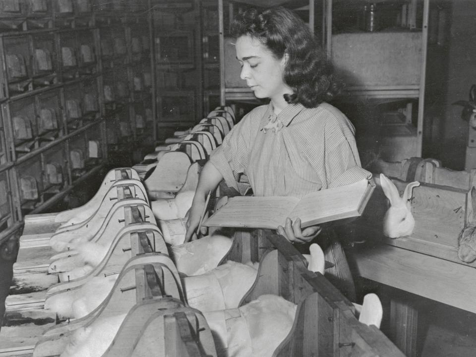 A researcher tests DDT on rabbits.