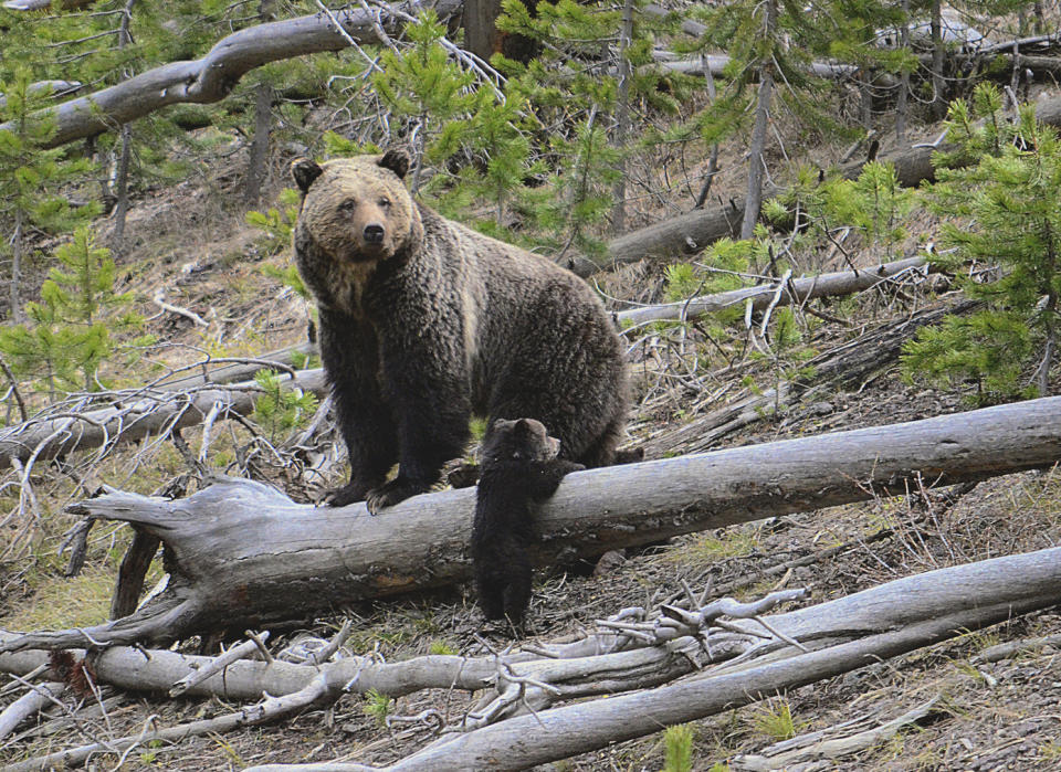 FILE - This April 29, 2019 file photo provided by the United States Geological Survey shows a grizzly bear and a cub along the Gibbon River in Yellowstone National Park, Wyo. U.S. wildlife officials on Friday, Feb. 3, 2023 have taken the first step to lift federal protections for grizzly bears in the northern Rocky Mountains, which would open the door to future hunting in several states. (Frank van Manen/The United States Geological Survey via AP,File)