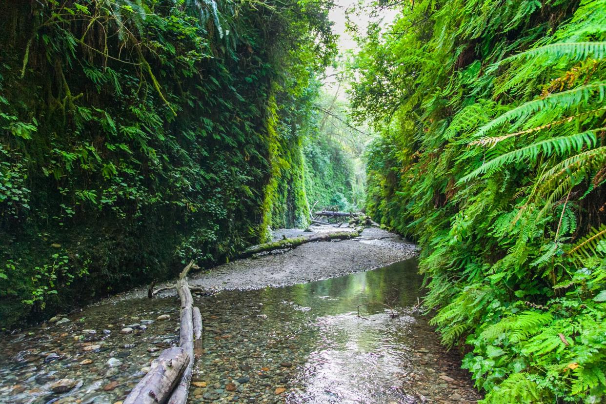 Fern Canyon in Redwood National Park in Northern California