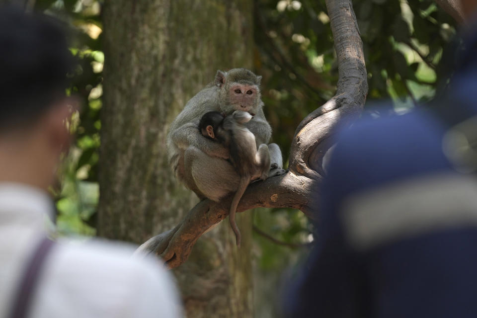 Local YouTubers stand around a female monkey as she holds her baby near the Bayon temple of an Angkor Wat temple complex in Siem Reap province, Cambodia, Tuesday, April 2, 2024. Cambodian authorities are investigating the abuse of monkeys at the world-famous Angkor UNESCO World Heritage Site. Officials say some YouTubers are physically abusing the macaques to earn cash by generating more views. (AP Photo/Heng Sinith)