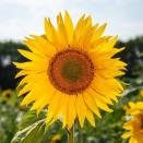 <p>The cheery sunflowers at Cotswold Farm Park in Cheltenham are sure to brighten your mood. Founded to help protect rare breeds of farm animals in 1971, visitors will not only find blossoming sunflowers but plenty of furry four-legged friends, too. </p><p><a class="link " href="https://cotswoldfarmpark.co.uk/" rel="nofollow noopener" target="_blank" data-ylk="slk:MORE INFO;elm:context_link;itc:0;sec:content-canvas">MORE INFO</a></p><p><a href="https://www.instagram.com/p/CDst0DopasF/" rel="nofollow noopener" target="_blank" data-ylk="slk:See the original post on Instagram;elm:context_link;itc:0;sec:content-canvas" class="link ">See the original post on Instagram</a></p>