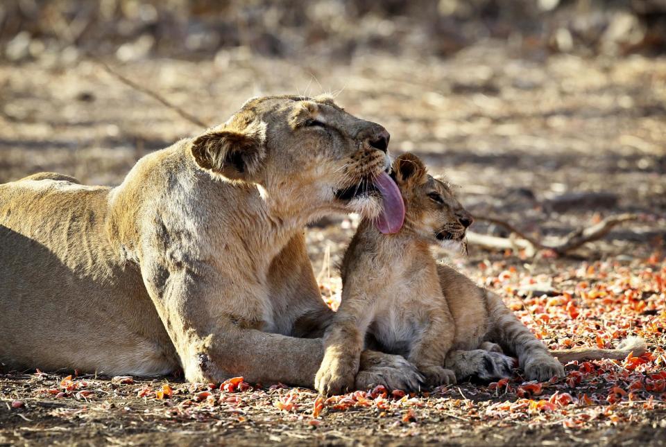 In this March 25, 2012 photo, a lioness licks her cub at the Gir Sanctuary in the western Indian state of Gujarat, India. Nurtured back to about 400 from less than 50 a century ago, these wild Asiatic lions are the last of a species that once roamed from Morocco and Greece to the eastern reaches of India. The subject of saving lions is an emotional one in India. The lion also holds iconic status in religions and cultures. The multi-armed Hindu warrior goddess Durga is traditionally shown with a lion as her mount. Four lions make the national emblem - symbolizing power, courage, pride and confidence. (AP Photo/Rajanish Kakade)