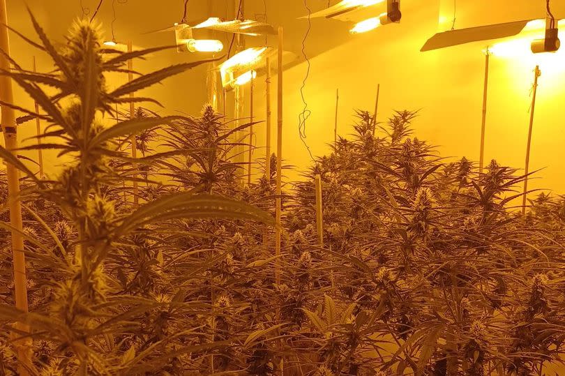 116 cannabis plants were discovered at a property on Marton Road, Middlesbrough