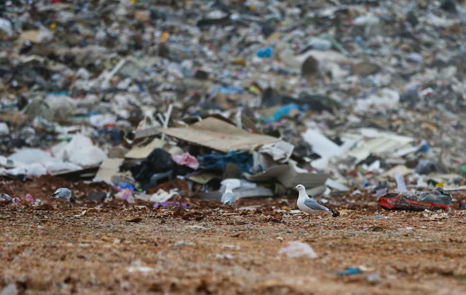 Gulls sit in front of piles of trash at the Springfield Noble Hill Sanitary Landfill in Willard on Thursday, March 2, 2023.