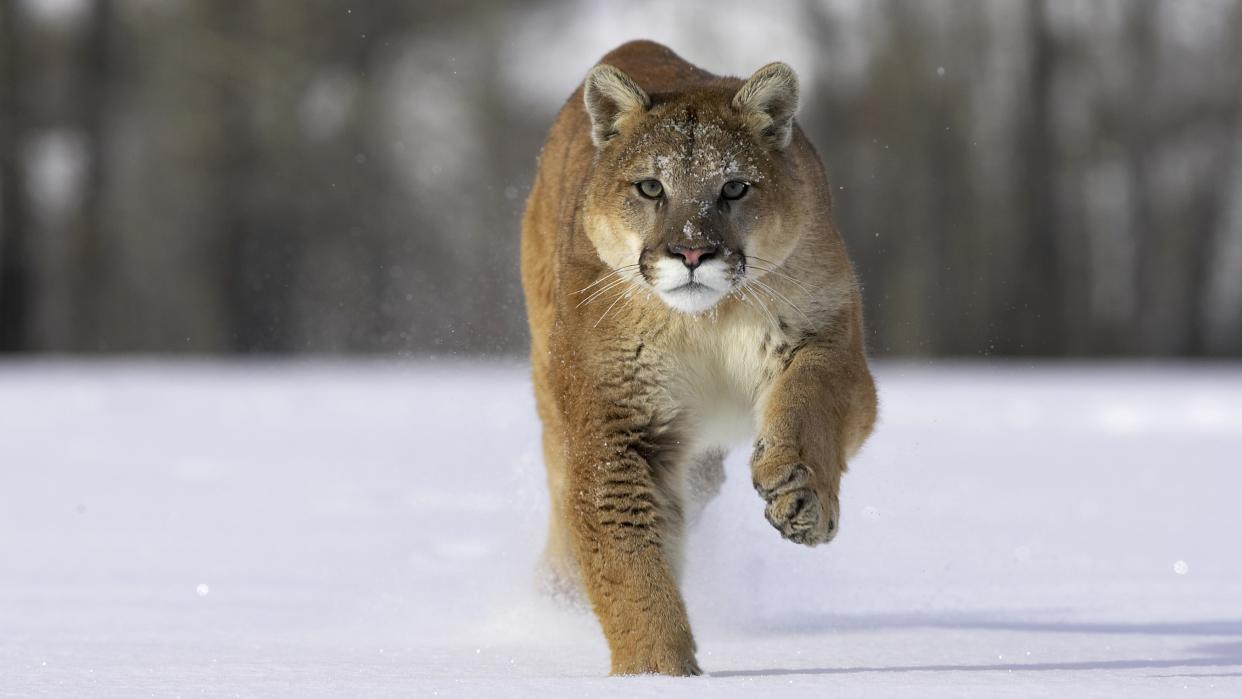  Mountain lion running through the snow. 