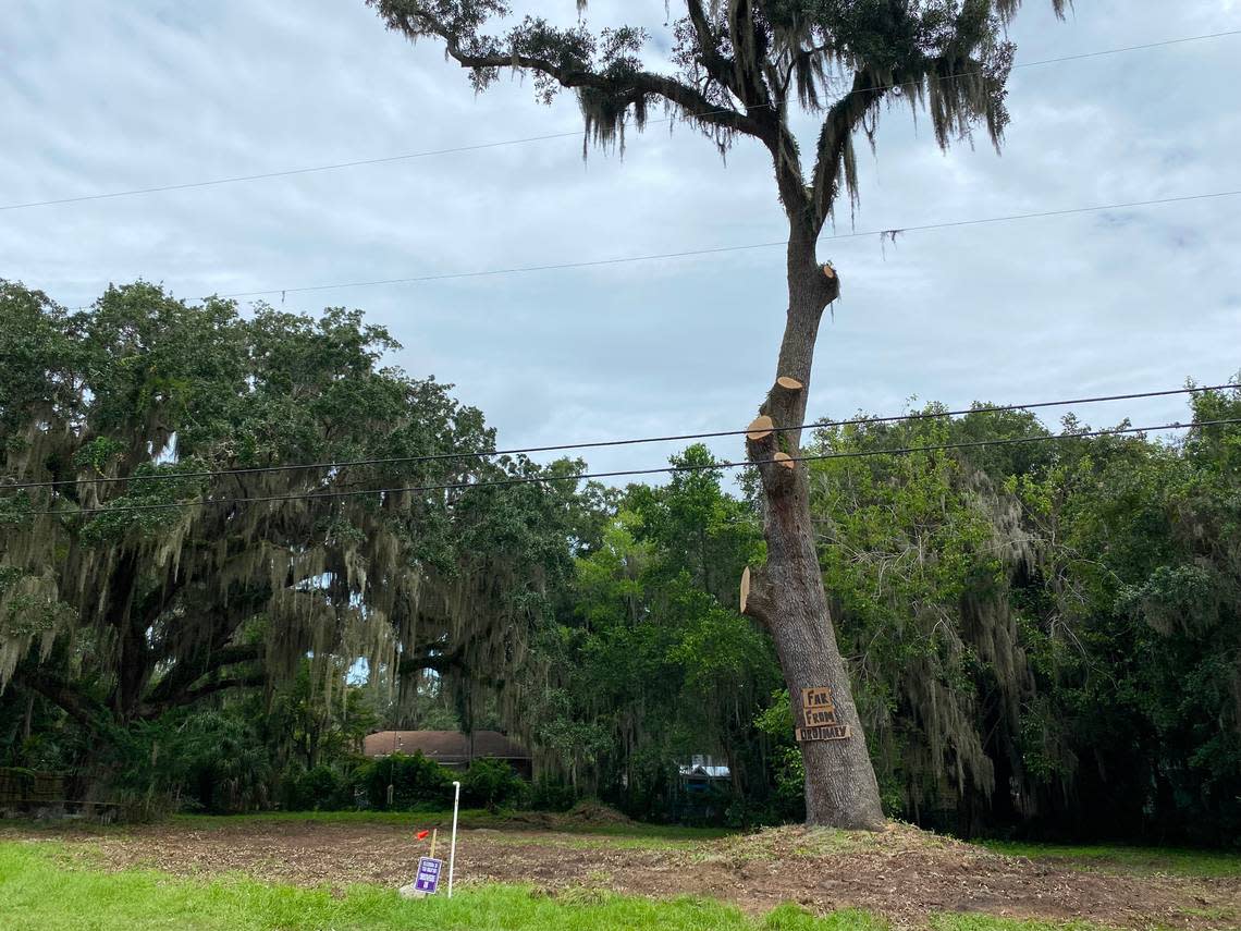 A recently chopped live oak that Port Royal residents are fighting to keep was adorned with a sign that read “Far From Ordinary” on Friday, Aug. 12, 2022.