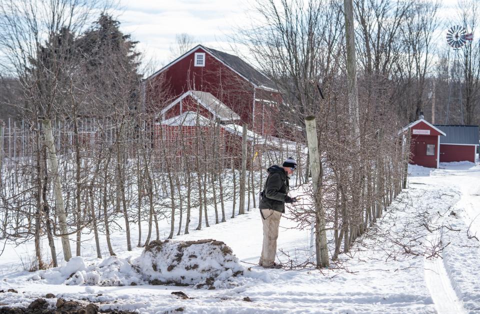 Schwallier's Country Basket owner Philip Schwallier works on pruning Zestar! apple trees reducing buds to allow apples to grow larger and for the sun to be able to make high quality apples at his family farm in Sparta on Friday, Jan. 21, 2022. Schwallier lost 40% of his apple crop last year because of a frost event.