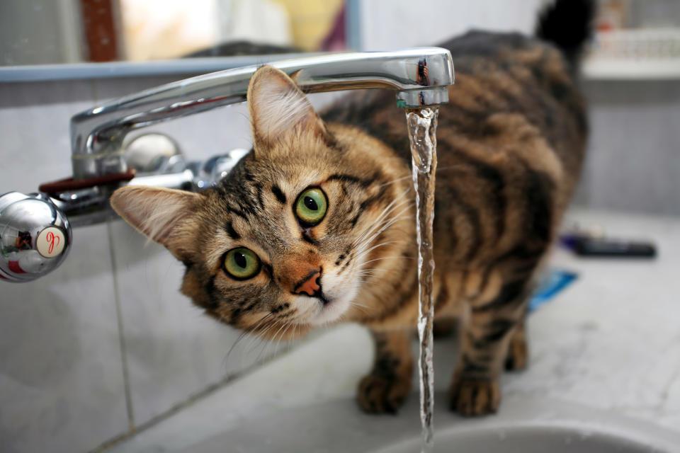 Wichtig ist, der Katze stets frisches Trinkwasser zugänglich zu machen. (Symbolbild: Getty)
