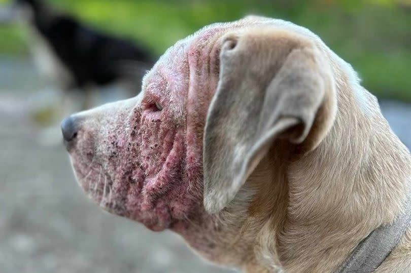 Penny was left with an inflamed rash after the dogs were alone for a week