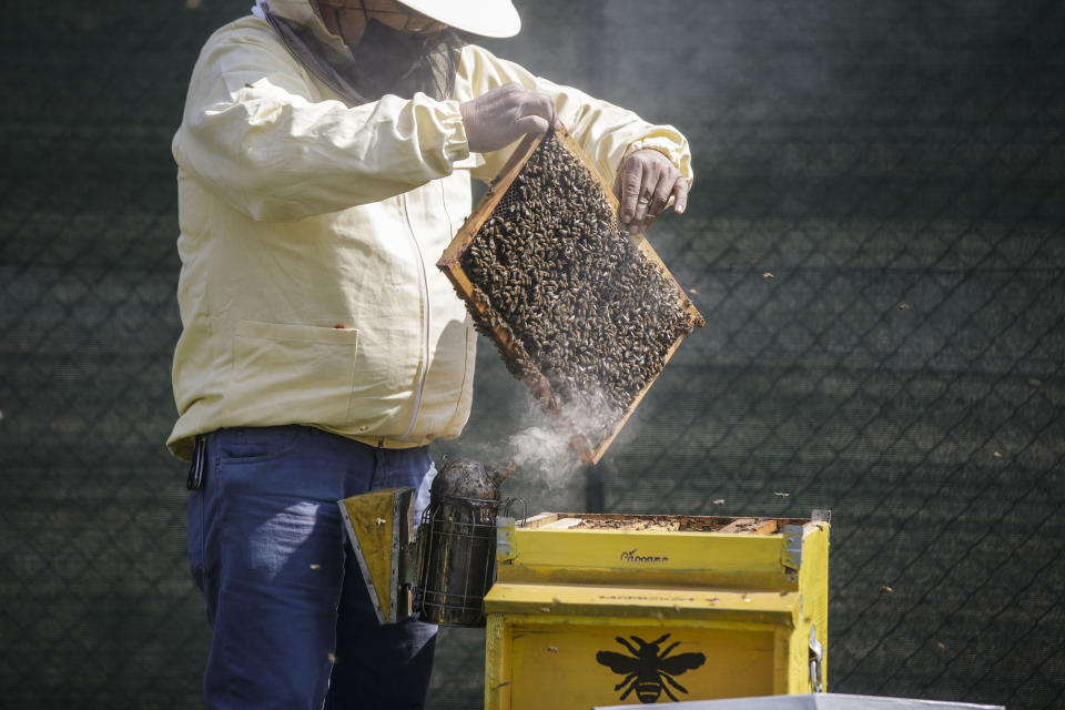 Beekeeper Francesco Capoano moves a frame from a hive at an apiary in Milan, Italy, Thursday, April 22, 2021. A bee collective is introducing 17 new colonies to their new hives on Earth Day, bringing to 1 million Milan's population of honey bees housed in boxes specially designed by artists throughout the city. The seven-year-old project is aimed at educating the public about the importance of bees to the environment, while boosting their population and providing a sweet treat of honey. It is billed as the biggest urban bee collective in Europe. (AP Photo/Luca Bruno)