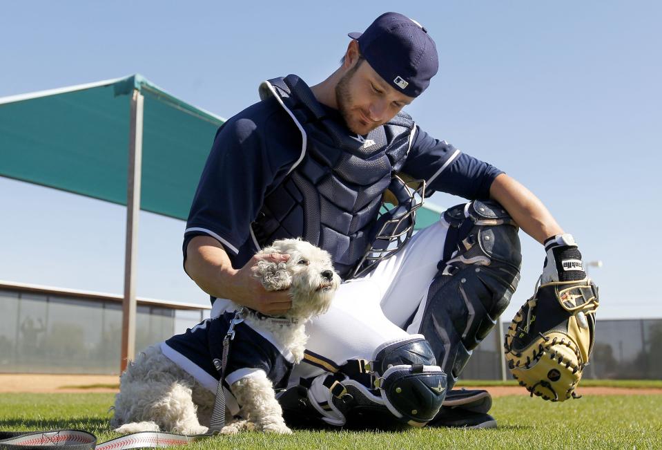 Milwaukee Brewers catcher Jonathan Lucroy pets Hank, a stray dog who has become the new spring training mascot since the dog showed up on Monday, during Brewers spring training baseball practice, Thursday, Feb. 20, 2014, in Phoenix. (AP Photo/Ross D. Franklin)