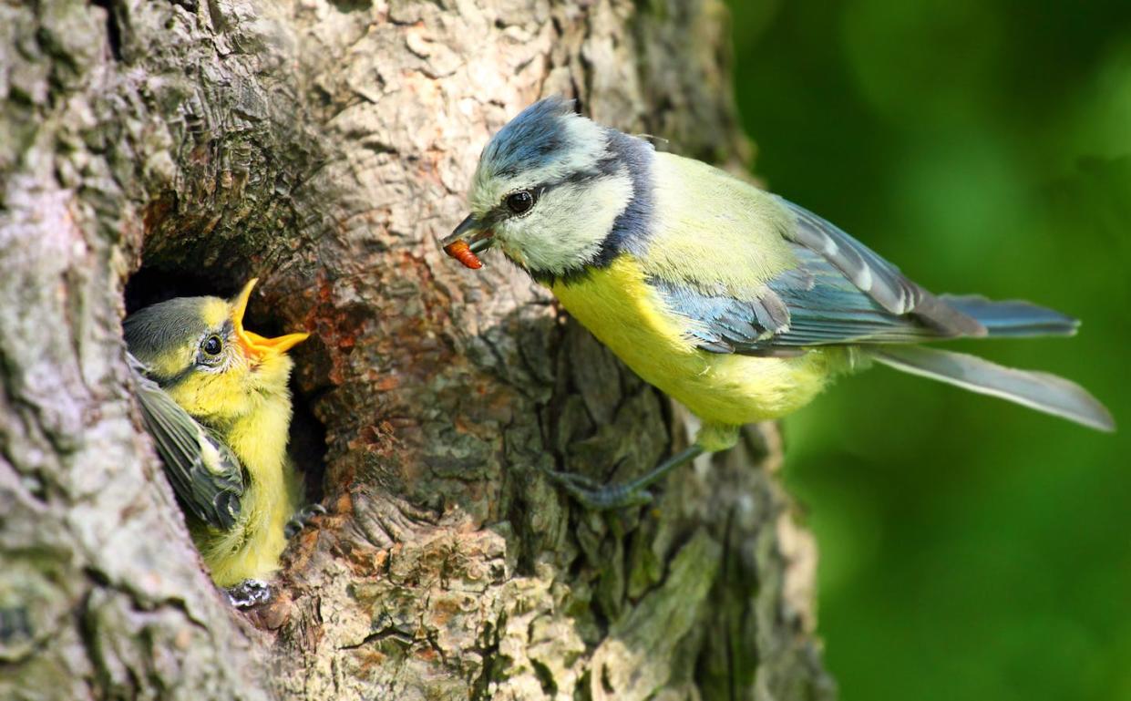 Un herrerillo común alimenta a su cría. <a href="https://www.shutterstock.com/es/image-photo/blue-tit-cyanistes-caeruleus-feeding-her-92544316" rel="nofollow noopener" target="_blank" data-ylk="slk:Kletr/Shutterstock;elm:context_link;itc:0;sec:content-canvas" class="link ">Kletr/Shutterstock</a>