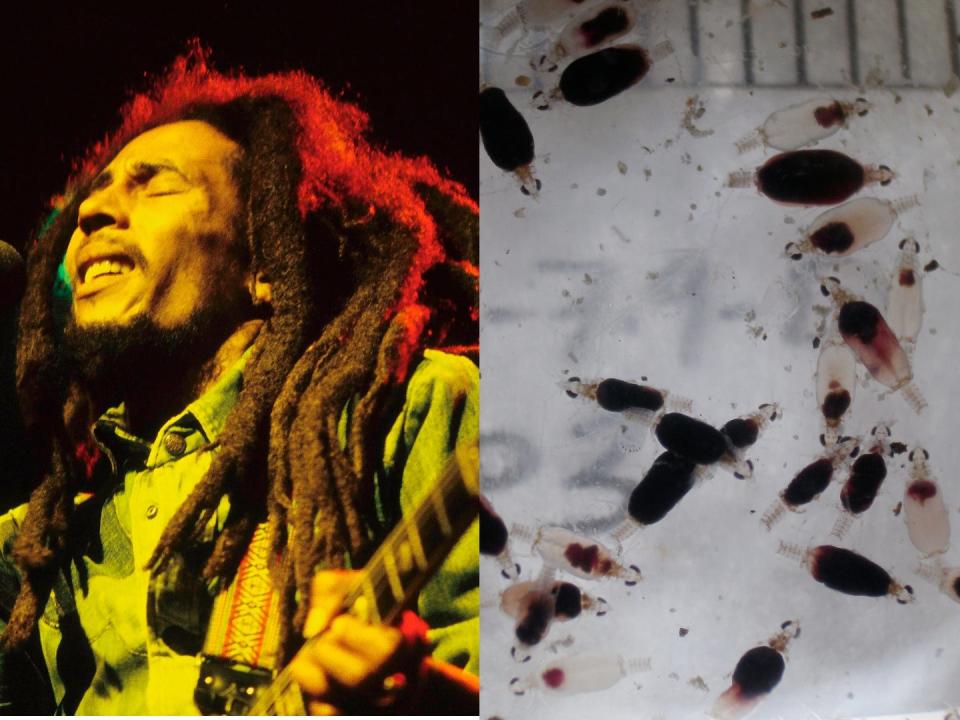 A side-by-side image of Bob Marley singing and the several Gnathia marleyi crustaceans