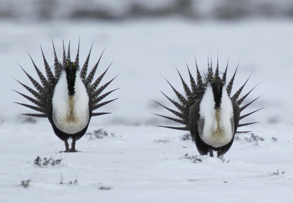 FILE - In this April 20, 2013 file photo, male Greater Sage Grouse perform a mating ritual on a lake near Walden, Colo. Federal land managers have withdrawn more than 500 square miles (1,295 sq. kilometers) of public land from a swath of eastern Nevada where oil and gas drilling leases were scheduled to be auctioned off on Tuesday, Nov. 12, 2019, after a judge blocked the Trump administration's attempt to ease protection of sage grouse habitat. (AP Photo/David Zalubowski, File)