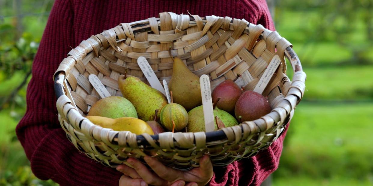 woman holding basket of pears